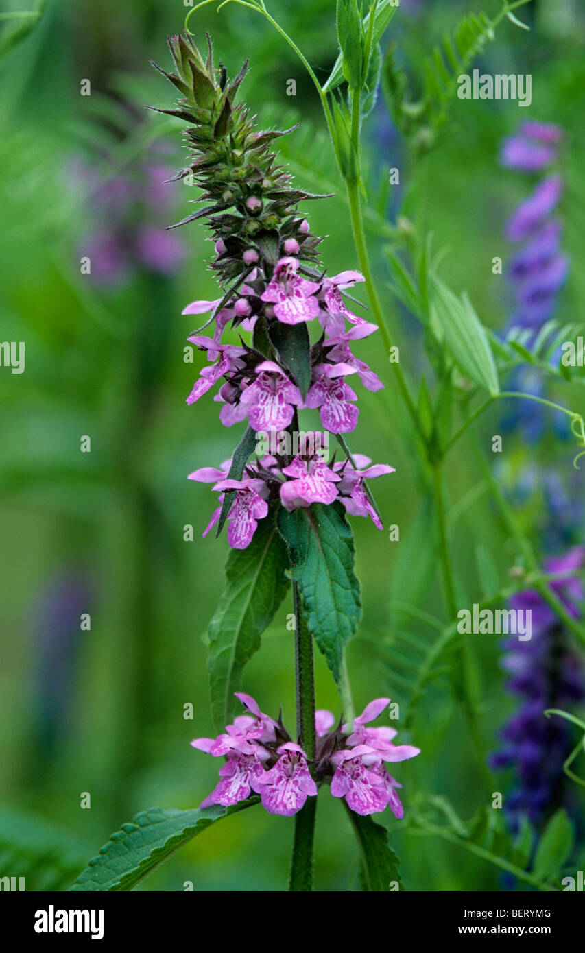 Marsh woundwort / marsh hedgenettle (Stachys palustris) en fleurs Banque D'Images