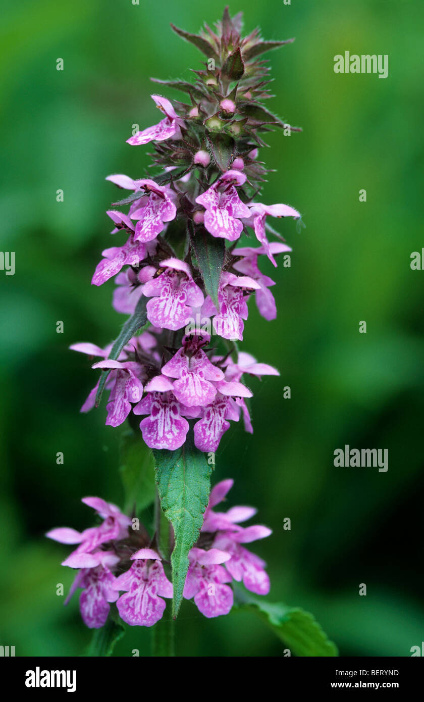 Marsh woundwort / marsh hedgenettle (Stachys palustris) en fleurs Banque D'Images