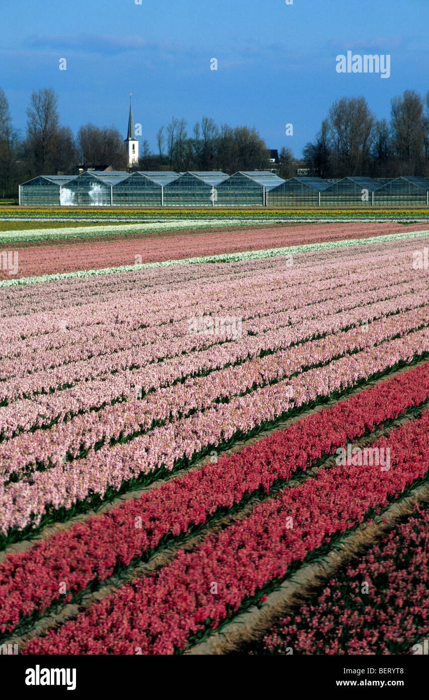 Champ avec des rangées de culture colorée hyacints en Hollande, Pays-Bas Banque D'Images