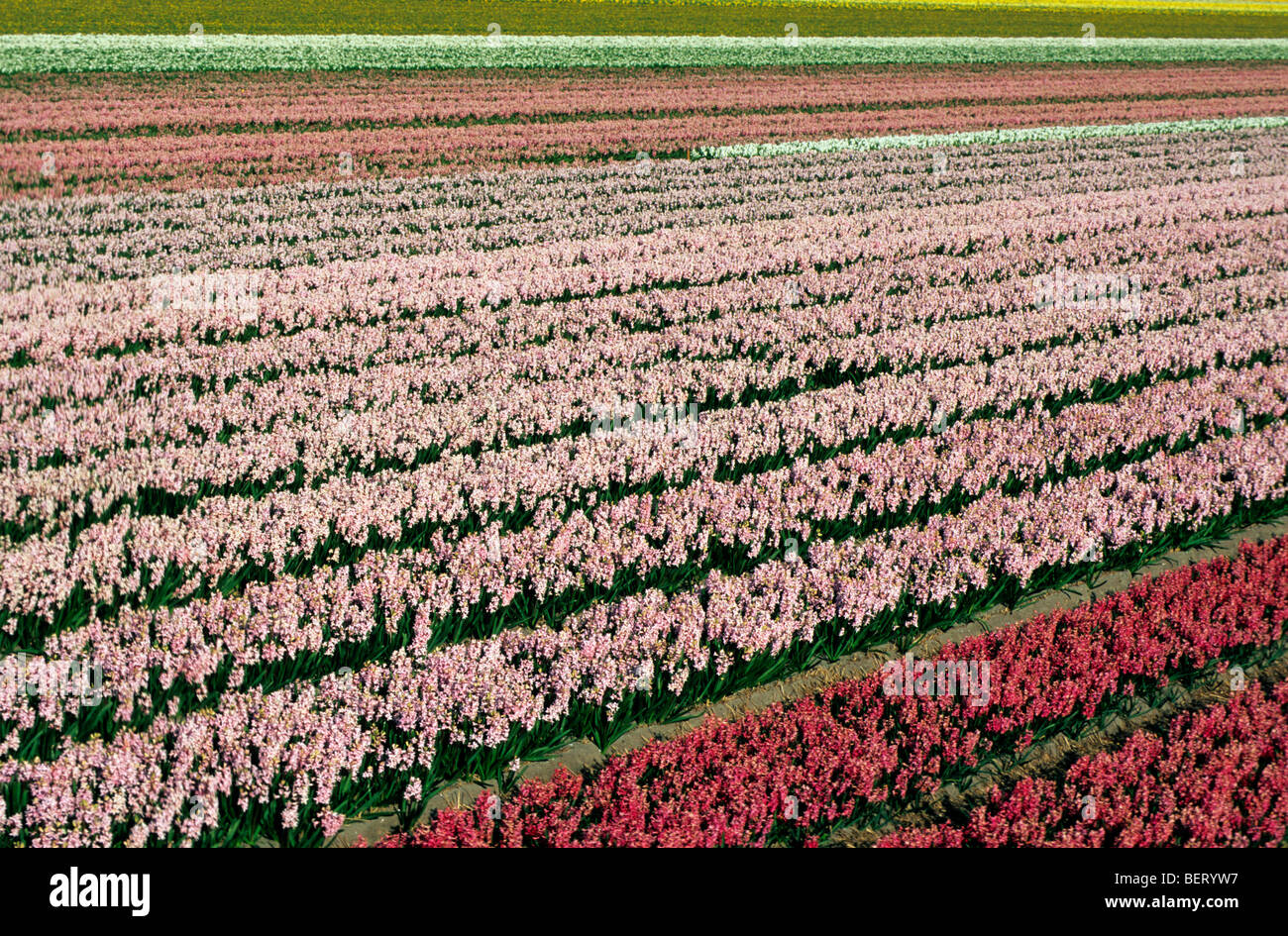 Champ avec des rangées de culture colorée hyacints en Hollande, Pays-Bas Banque D'Images