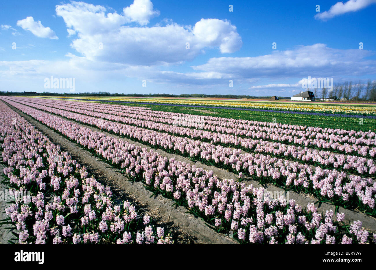 Champ avec des rangées de culture colorée hyacints en Hollande, Pays-Bas Banque D'Images