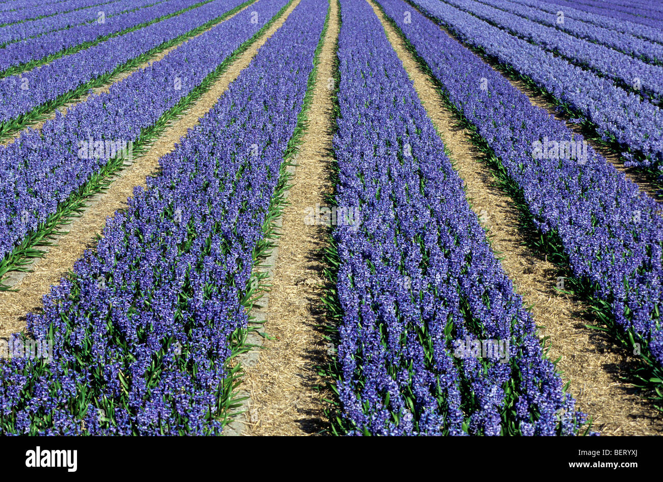 Champ avec des rangées de culture colorée hyacints en Hollande, Pays-Bas Banque D'Images