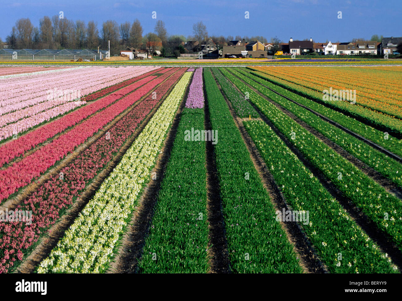 Champ avec des rangées de culture colorée hyacints en Hollande, Pays-Bas Banque D'Images