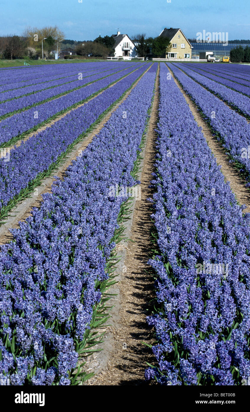Champ avec des rangées de jacinthes cultivées bleu en Hollande, Pays-Bas Banque D'Images
