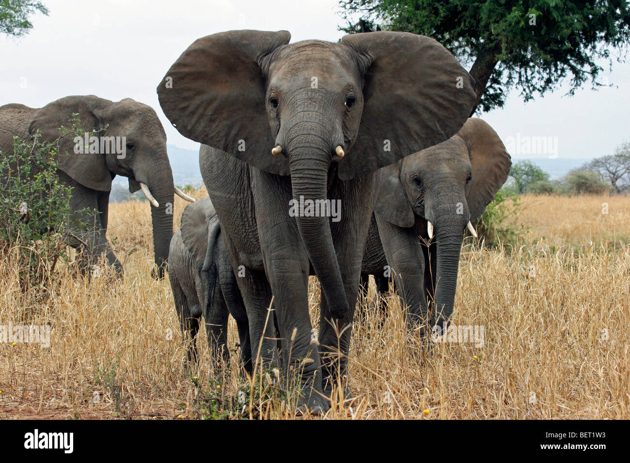 Les éléphants d'Afrique (Loxodonta africana) marche à travers la savane troupeau dans le parc national de Tarangire, Tanzanie, Afrique de l'Est Banque D'Images