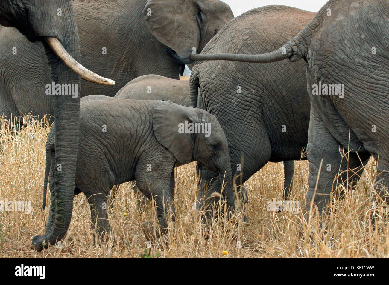 Veau de l'eléphant d'Afrique (Loxodonta africana) Promenades en milieu de troupeau pour protection, Serengeti National Park, Tanzania, Africa Banque D'Images