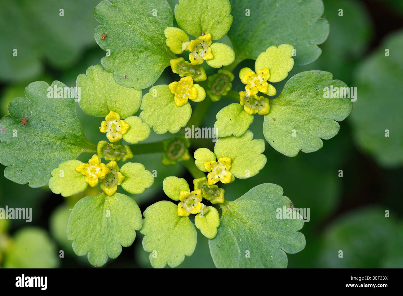 À feuilles de rechange saxifrage Chrysosplenium alternifolium (or), Belgique Banque D'Images