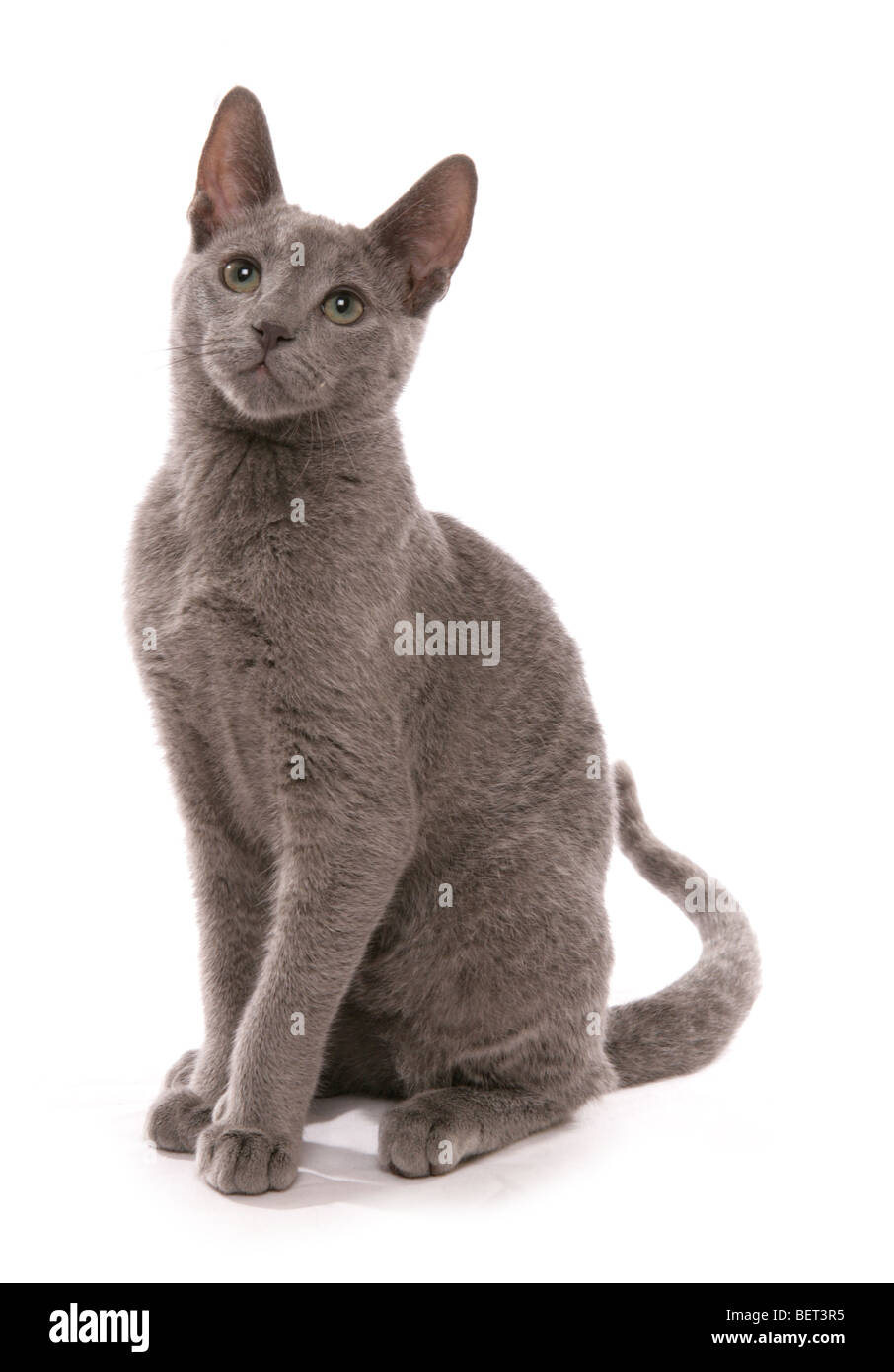 Chaton bleu russe 16 semaines studio portrait Banque D'Images