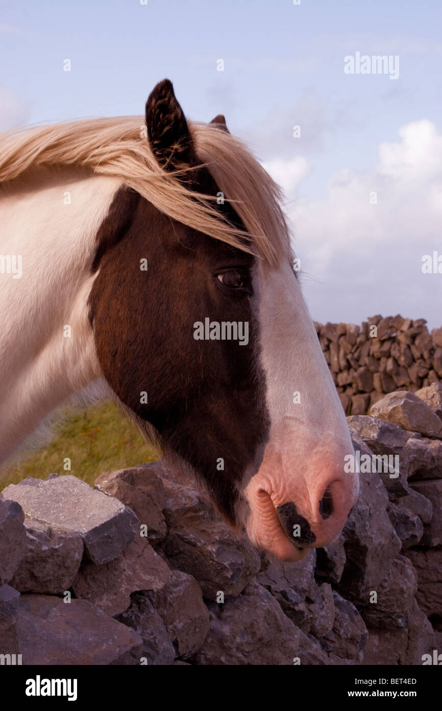 Regarde au-dessus du cheval, l'Inis Mor stonewall traditionnels (Inismore) Island, les îles d'Aran, Co. de Galway, Irlande Banque D'Images