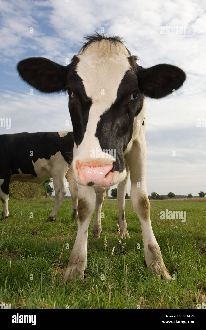 Bos primigenius commun - Vache taureau Banque D'Images
