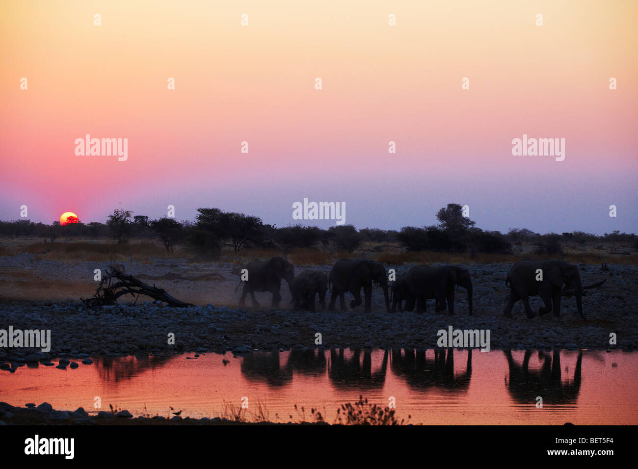 Abreuvoir des éléphants au Parc National d'Etosha en Namibie Banque D'Images