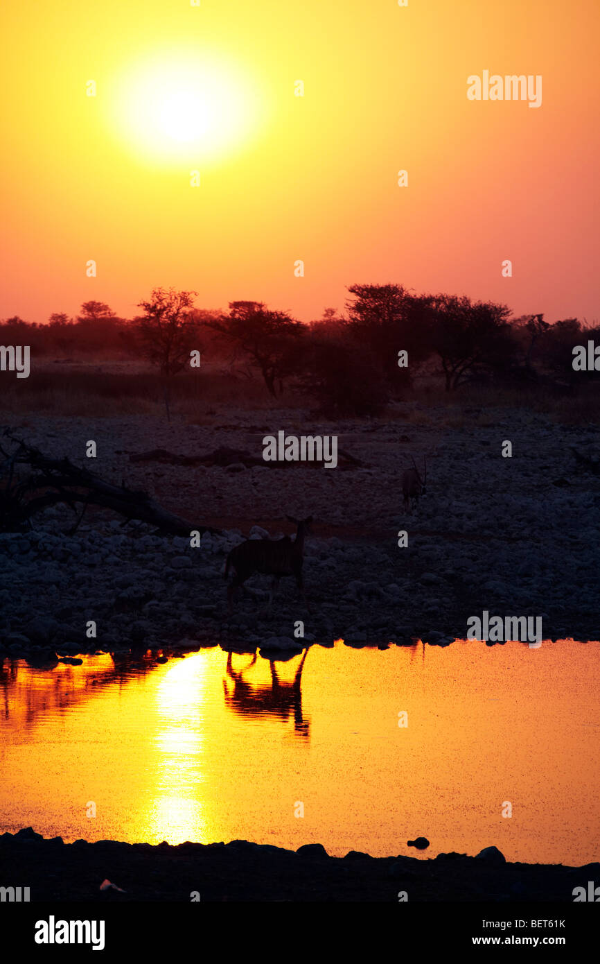 À l'Antilope d'eau du Parc National d'Etosha en Namibie Banque D'Images
