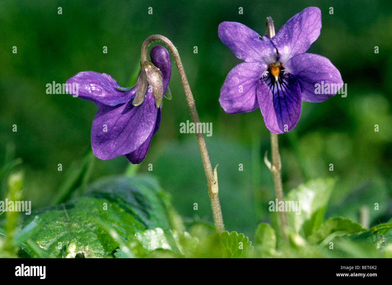 Bois violet / violet doux / French violet / violet / jardin commun violette (Viola odorata) en fleurs au printemps Banque D'Images