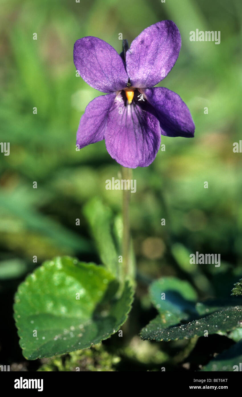 Bois violet / violet doux / French violet / violet / jardin commun violette (Viola odorata) en fleurs au printemps Banque D'Images