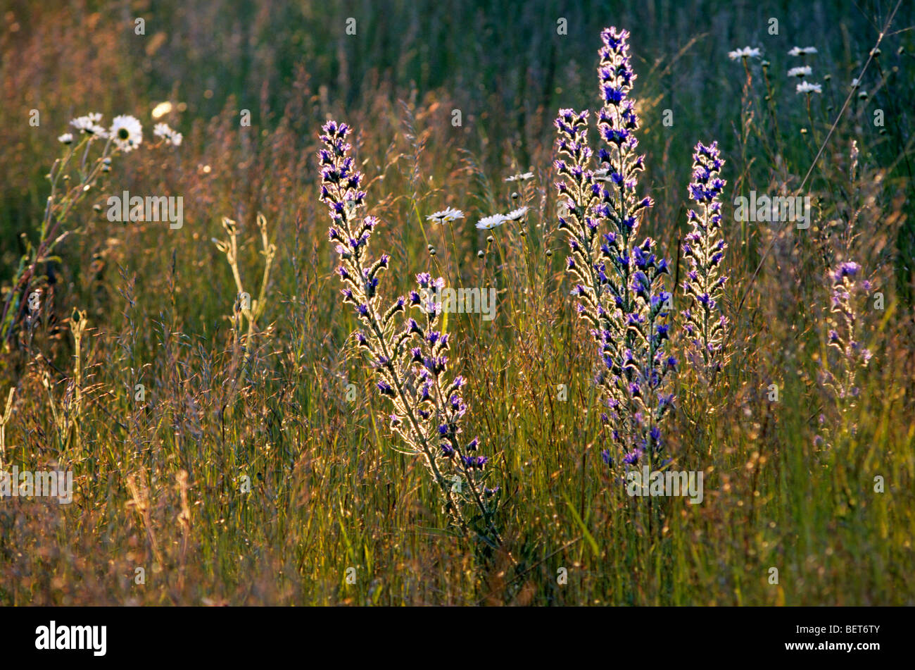 La Viper / Blueweed Vipérine commune (Echium vulgare) dans le pré en fleurs au printemps Banque D'Images