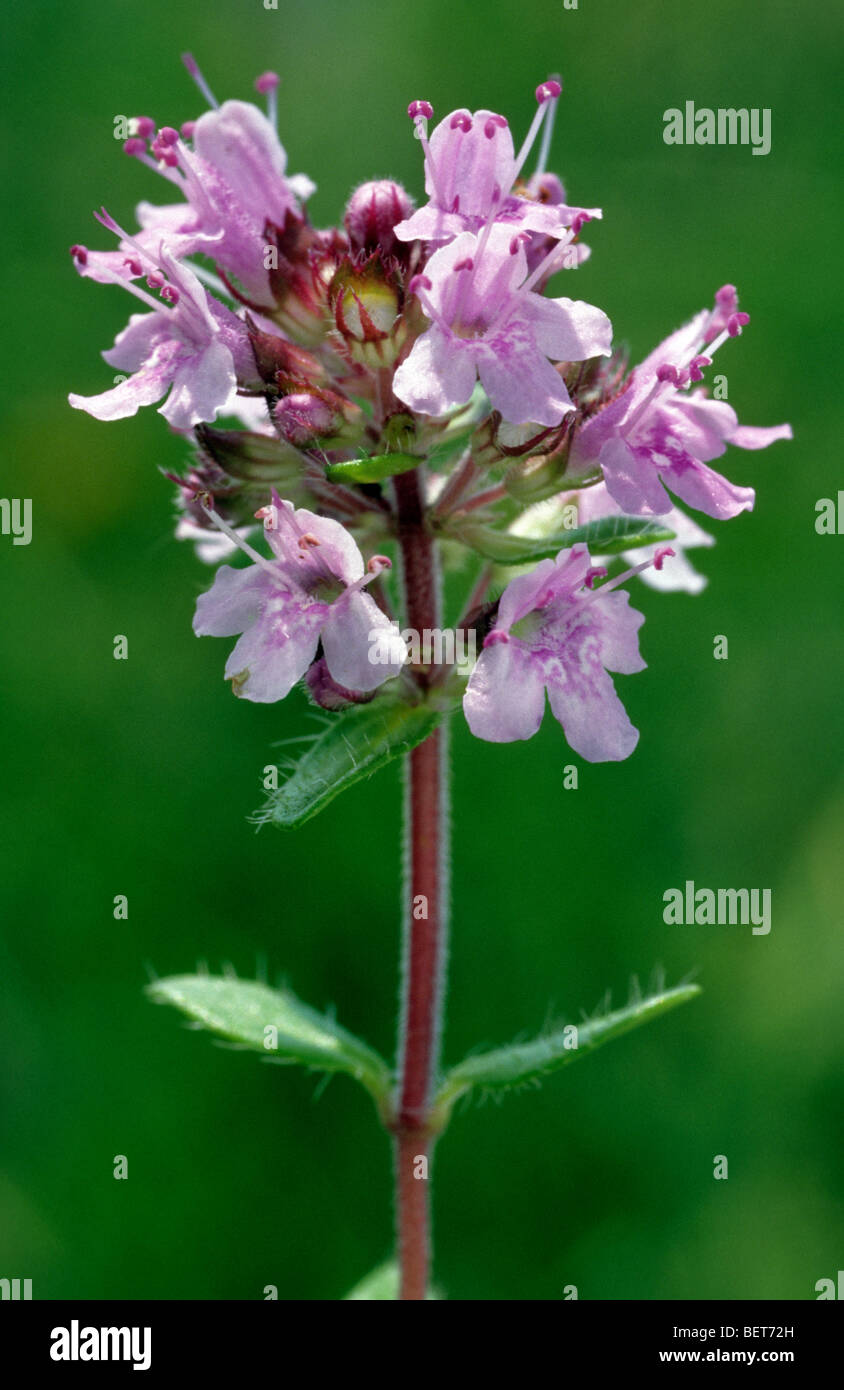 Jardin commun en fleur de thym (Thymus vulgaris) Banque D'Images