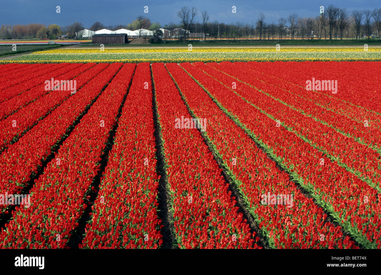 Domaine de tulipes rouges cultivés (Tulipa sp.) en Hollande, Pays-Bas Banque D'Images