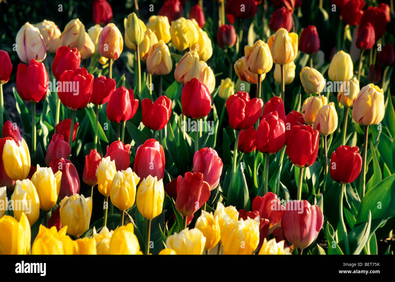 Tulipes cultivées colorés (Tulipa sp.) en Hollande, Pays-Bas Banque D'Images