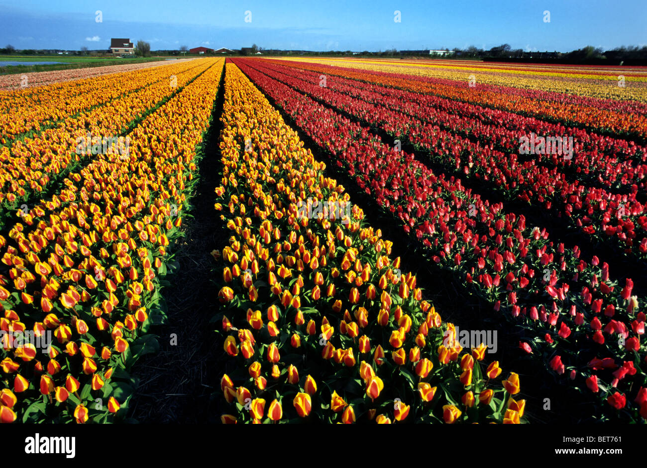 Les lignes de couleur dans le champ de tulipes cultivées (Tulipa sp.) en Hollande, Pays-Bas Banque D'Images