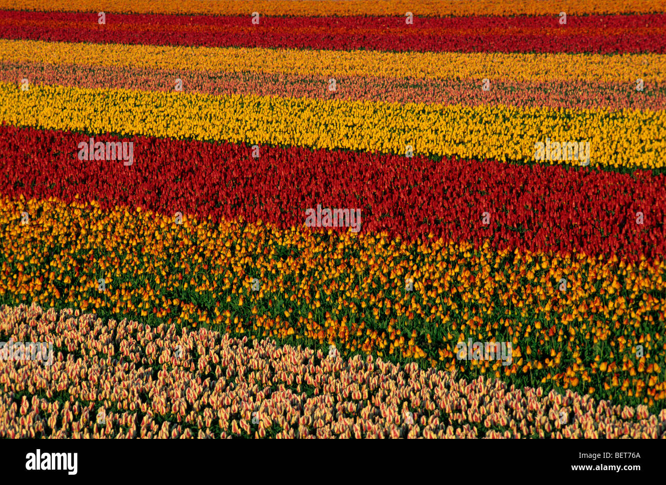 Champ avec des rangées de tulipes colorées cultivées (Tulipa sp.) en Hollande, Pays-Bas Banque D'Images