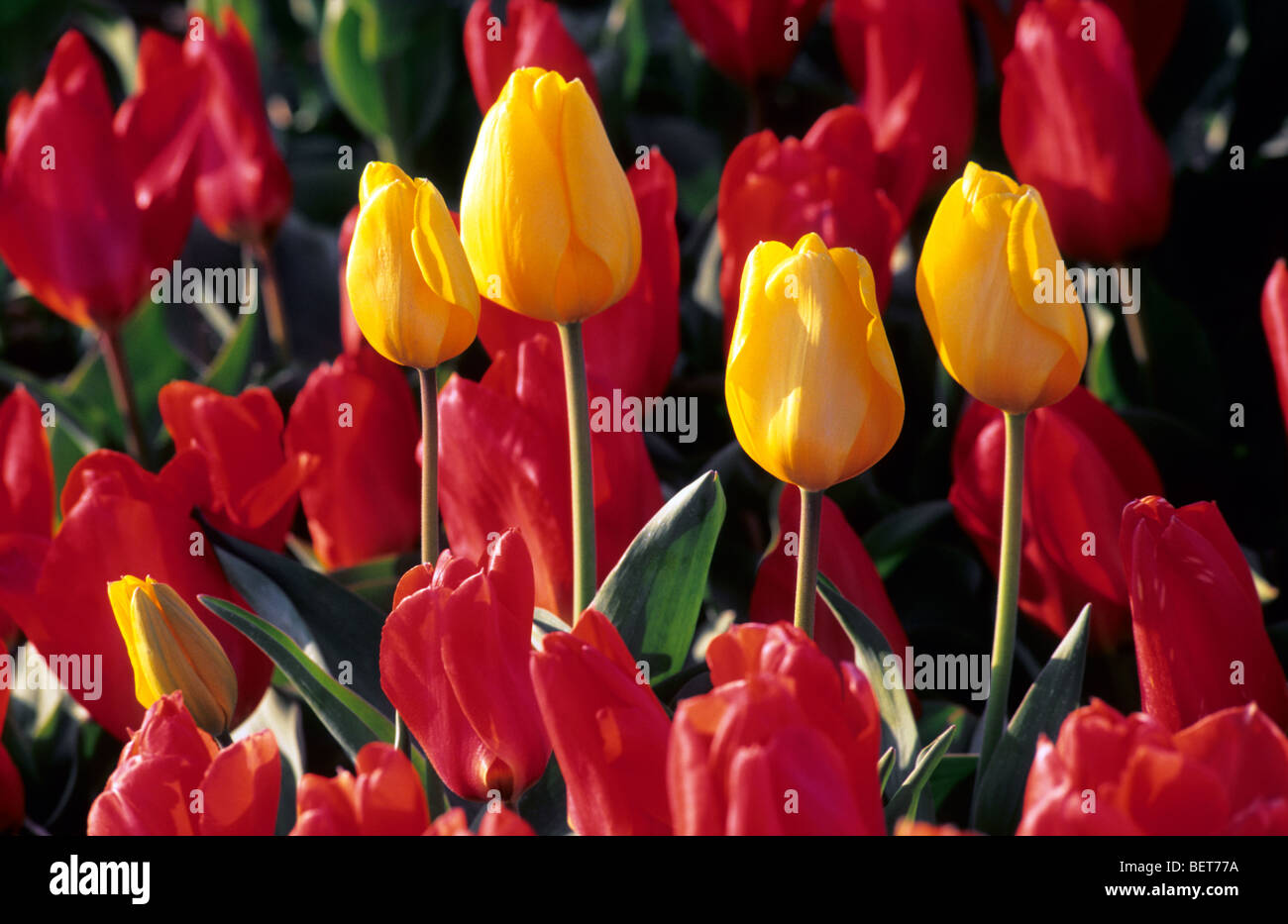 Tulipes cultivées colorés (Tulipa sp.) en Hollande, Pays-Bas Banque D'Images