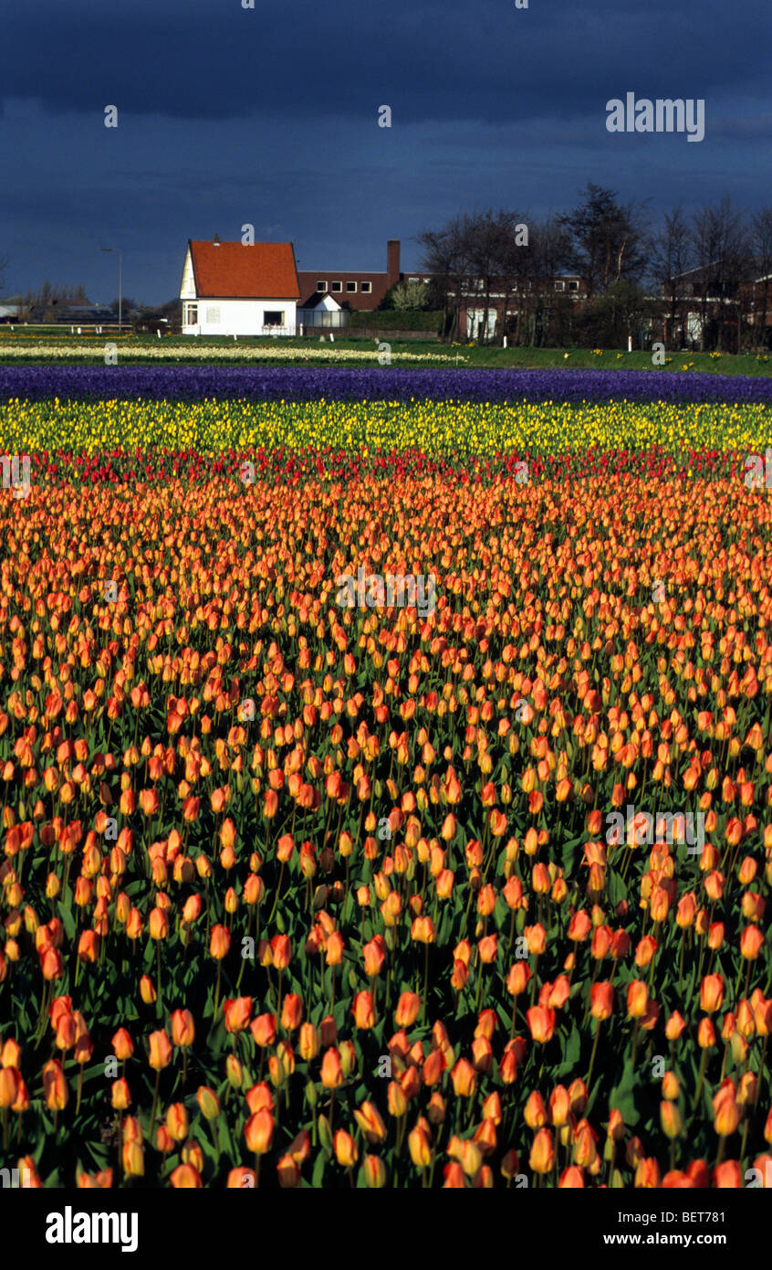 Champ avec des rangées de tulipes colorées cultivées (Tulipa sp.) en Hollande, Pays-Bas Banque D'Images