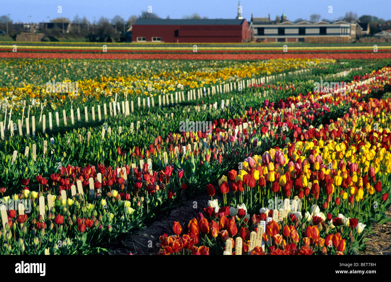 Champ avec des rangées de tulipes colorées cultivées (Tulipa sp.) en Hollande, Pays-Bas Banque D'Images