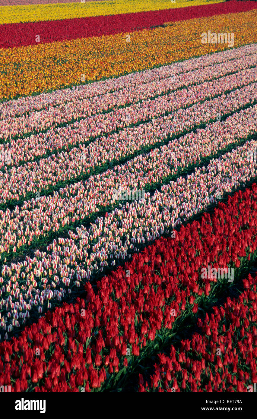 Champ avec des rangées de tulipes colorées cultivées (Tulipa sp.) en Hollande, Pays-Bas Banque D'Images