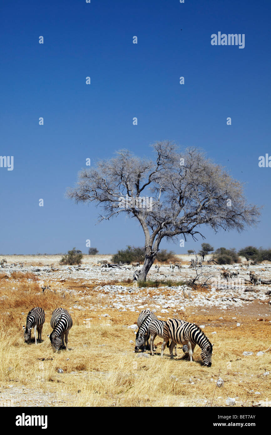 Zèbres dans les prairies, Etosha National Park, Banque D'Images