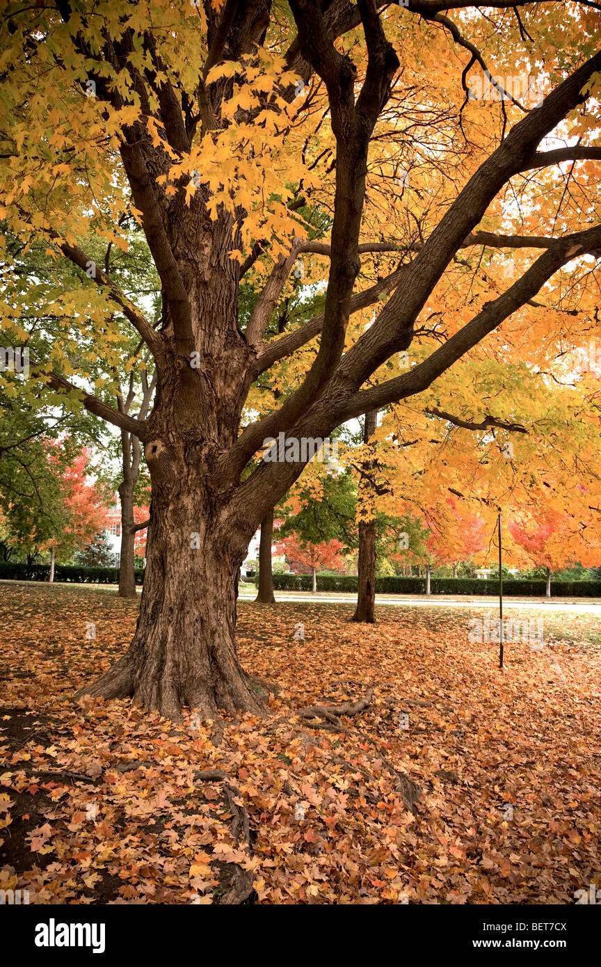 Feuillage automne coloré en Park, Kansas City, Missouri Banque D'Images