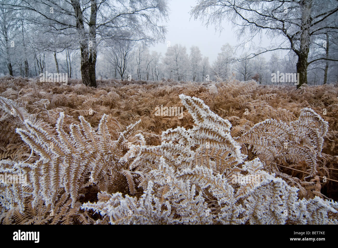 Les bouleaux et de fougères en forêt feuillue de gel froid d'hiver couvert de givre blanc Le givre / Banque D'Images
