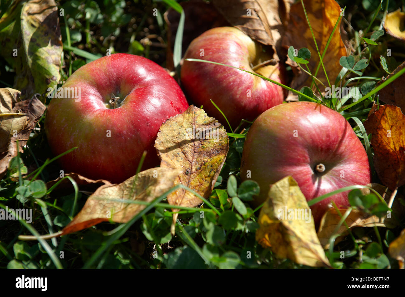 L'automne tombé pommes rouges dans un verger Banque D'Images