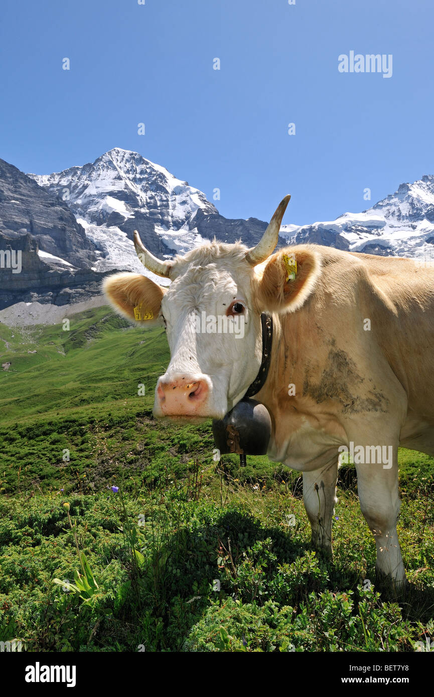 Alpine marron vache (Bos taurus) avec cowbell à prairie, Swiss Alps, Suisse Banque D'Images