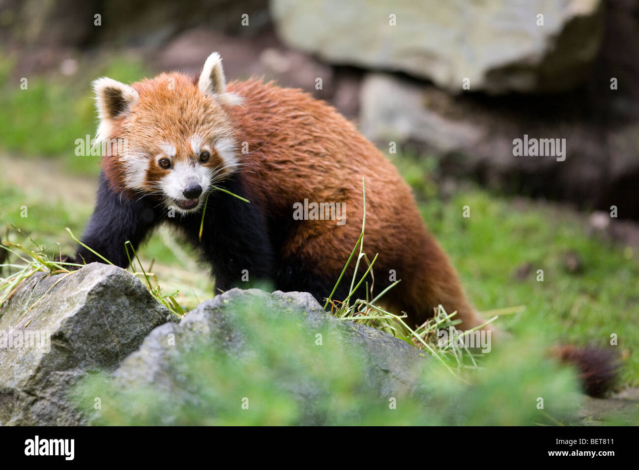 Le panda rouge - manger Ailurus fulgens Banque D'Images