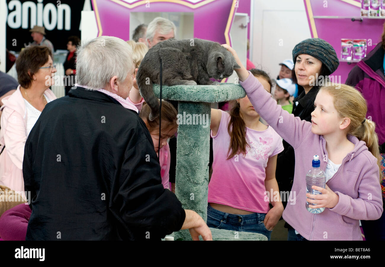 Prix cat, Royal Melbourne Show, Australie Banque D'Images