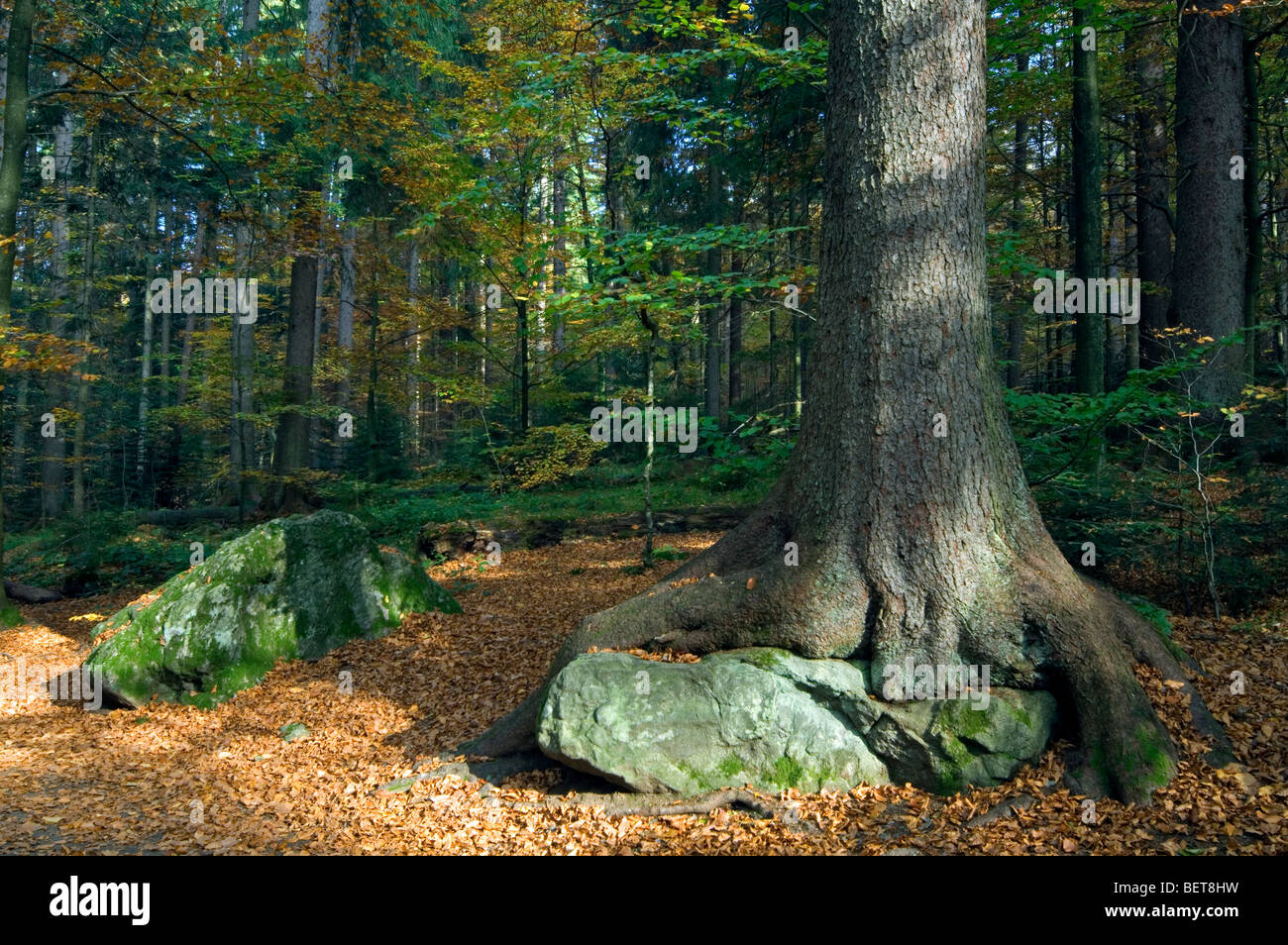 Hêtre (Fagus sylvatica) dans la forêt d'automne qui poussent sur la roche, forêt de Bavière, Allemagne Banque D'Images