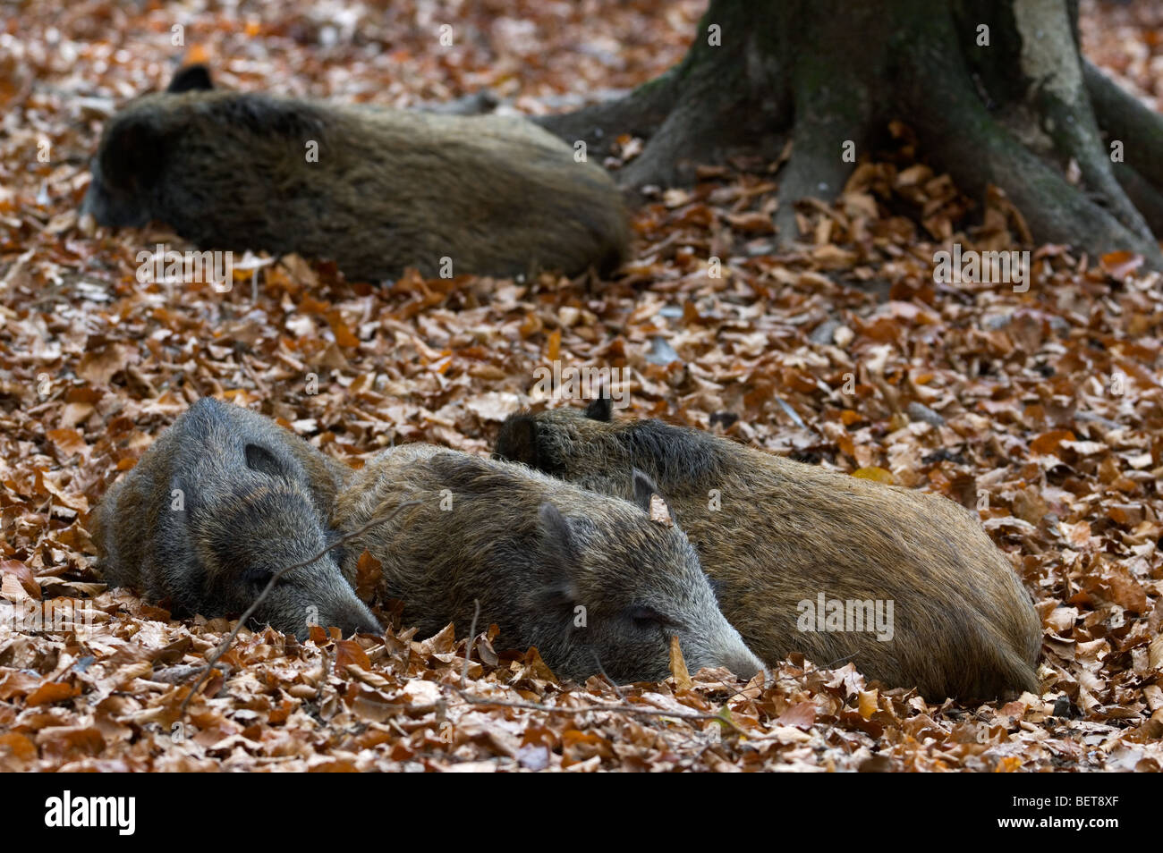 Groupe de sangliers (Sus scrofa) dormant dans forêt de hêtres Banque D'Images