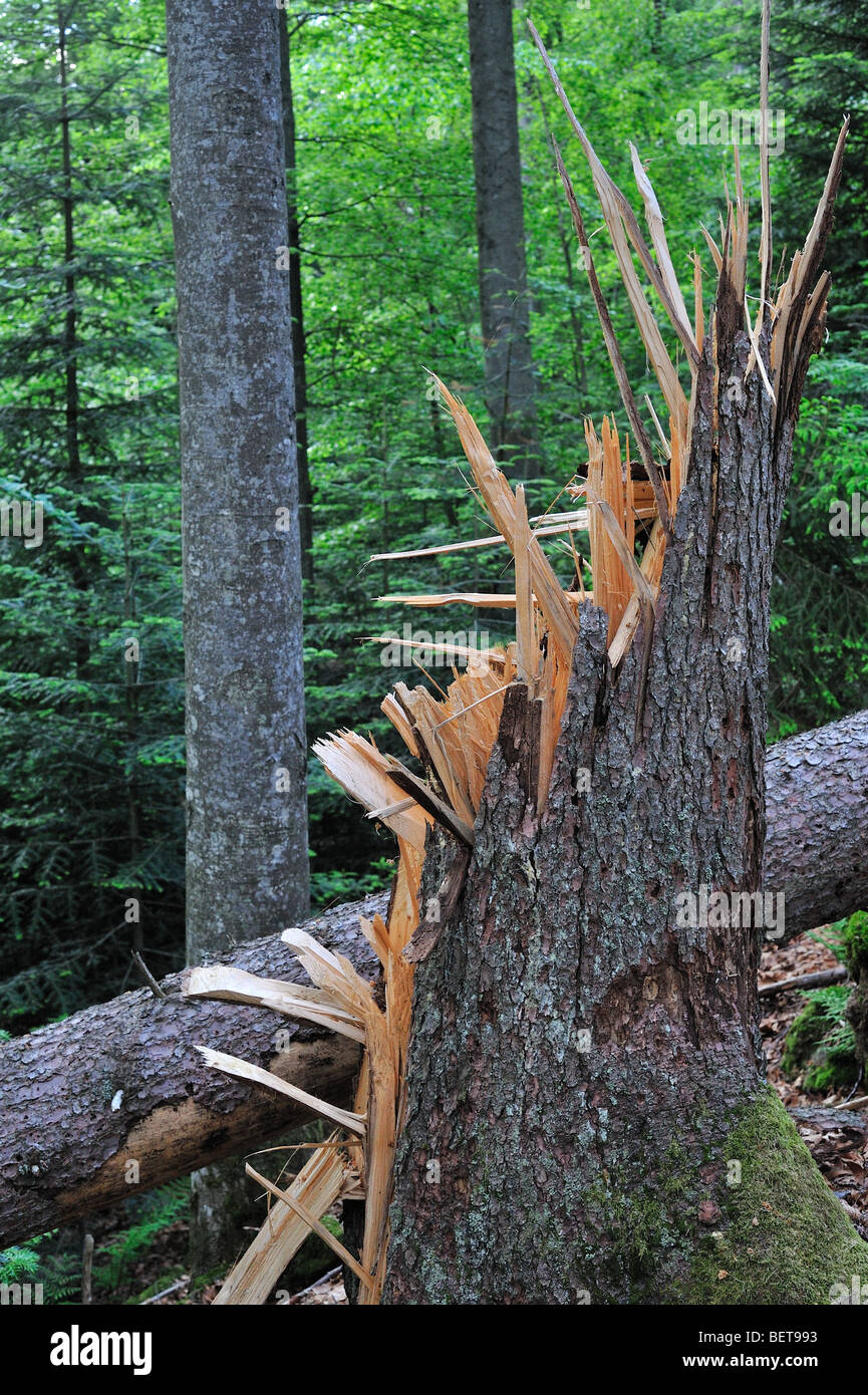 Les troncs d'arbres brisés, les dégâts causés par les tempêtes en forêt après le passage des ouragans, forêt de Bavière, Allemagne Banque D'Images