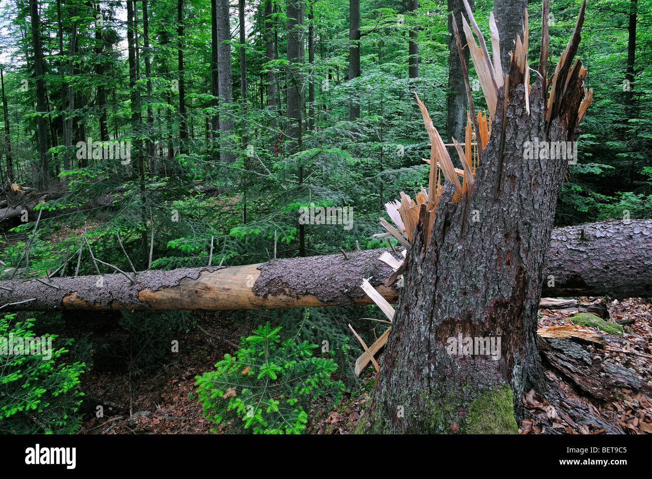 Les troncs d'arbres brisés, les dégâts causés par les tempêtes en forêt après le passage des ouragans, forêt de Bavière, Allemagne Banque D'Images