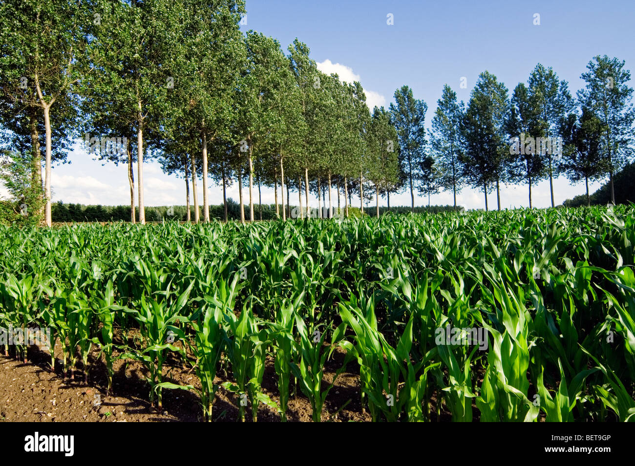 Le maïs / champ de maïs (Zea mays), Belgique Banque D'Images