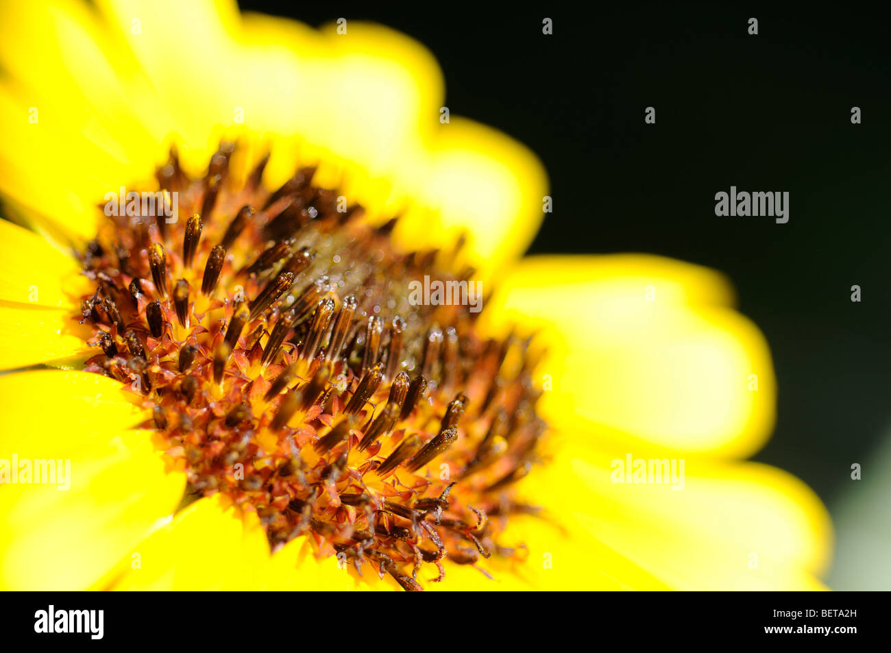 Tournesol Banque D'Images