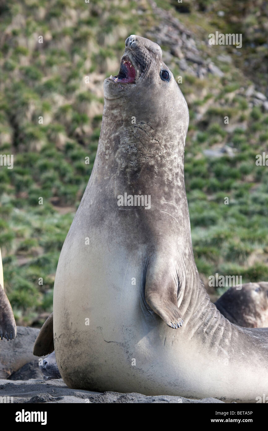 Funny pose verticale grand éléphant mâle bull bouche grande ouverte plage difficile sur la Géorgie du Sud l'Antarctique ressemble à parler chanter Banque D'Images