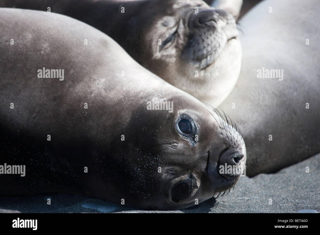 Close-up face de 2 mignon bébé éléphant, lying together on beach grand yeux noirs réfléchissant à la Îles Géorgie du Sud, Antarctique Banque D'Images