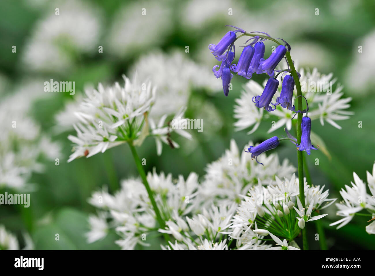 Ramsons / ail sauvage (Allium ursinum) et de jacinthes (Scilla non-scripta / nonscriptus Endymion) en fleur au printemps forêt, UK Banque D'Images