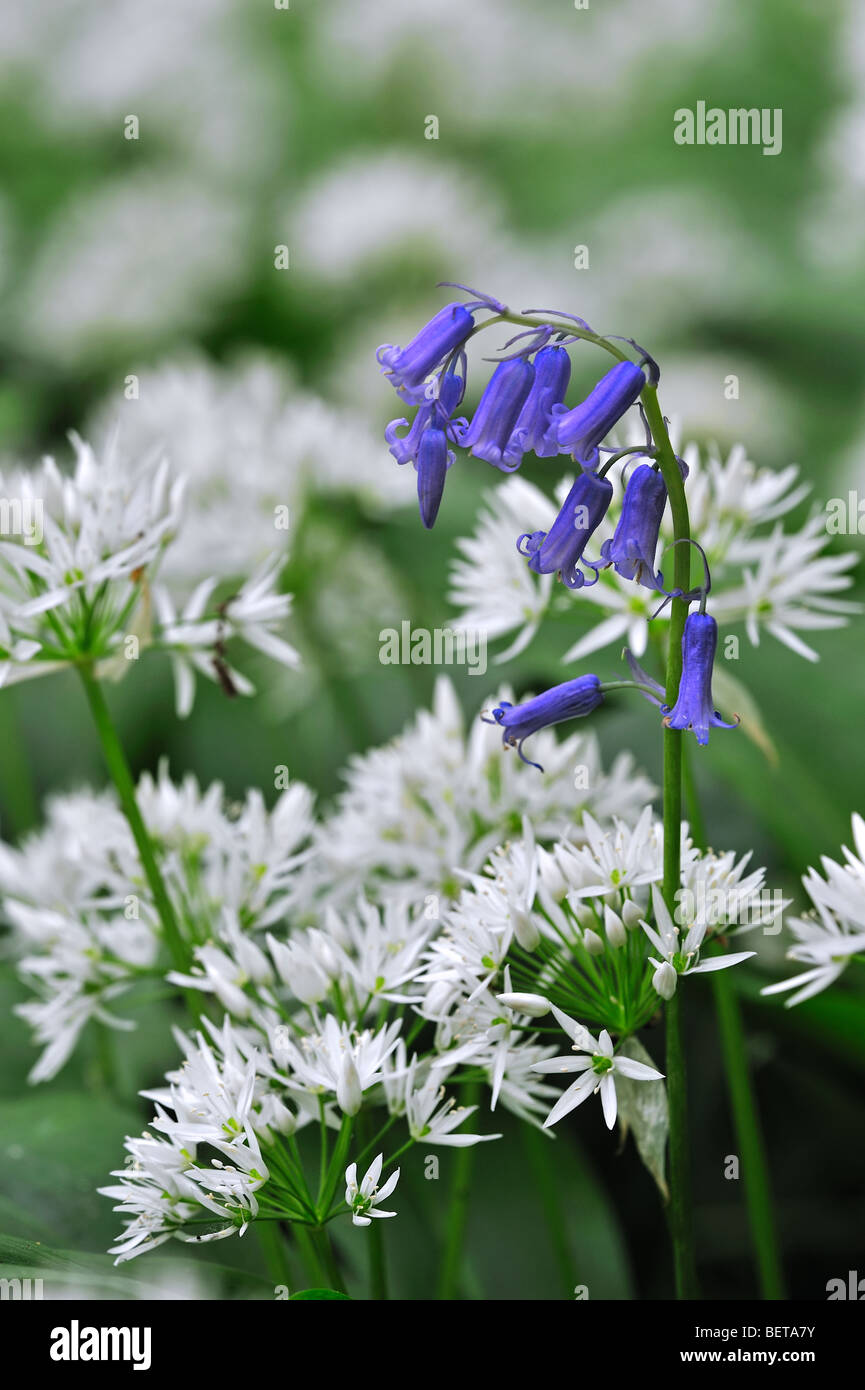 Ramsons / ail sauvage (Allium ursinum) et de jacinthes (Scilla non-scripta / nonscriptus Endymion) en fleur au printemps forêt, UK Banque D'Images