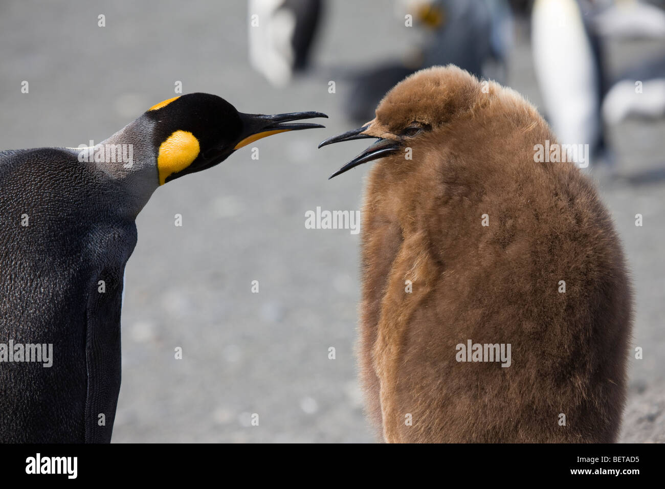 Close-up of baby downy et adultes lumineux King Penguins parler en Géorgie du Sud, l'Antarctique Banque D'Images