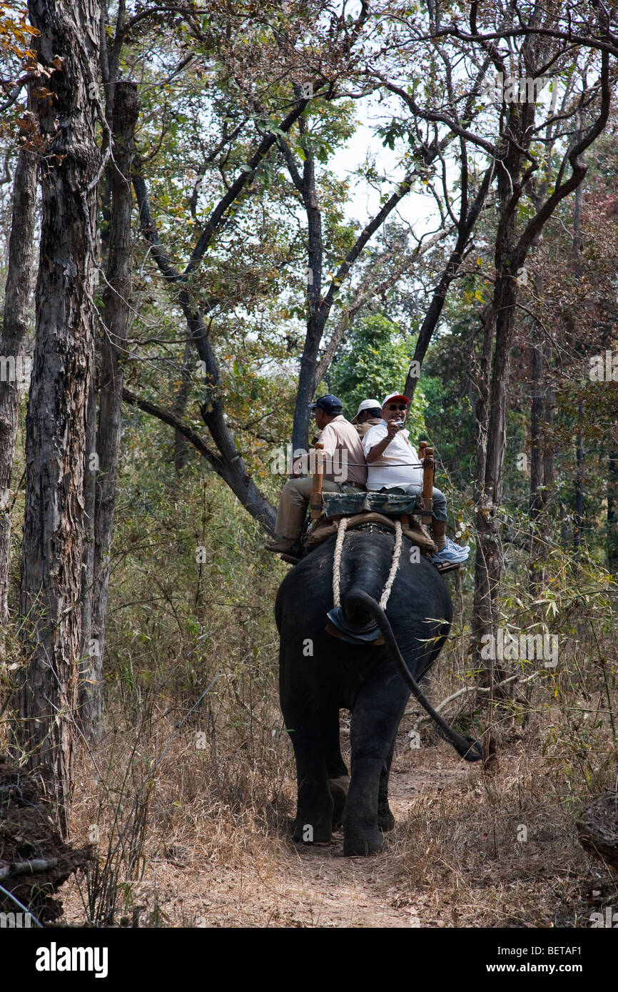 'African American" touristes Safari équestre Inde éléphant, prendre des photos, sur piste forestière dans le Parc National de Kanha le Madhya Pradesh Inde Banque D'Images