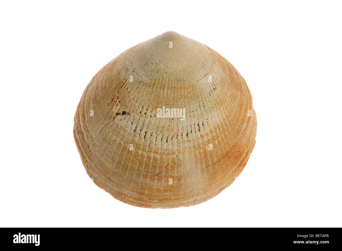 Fossile shell sp. Glycemeris sur fond blanc Banque D'Images