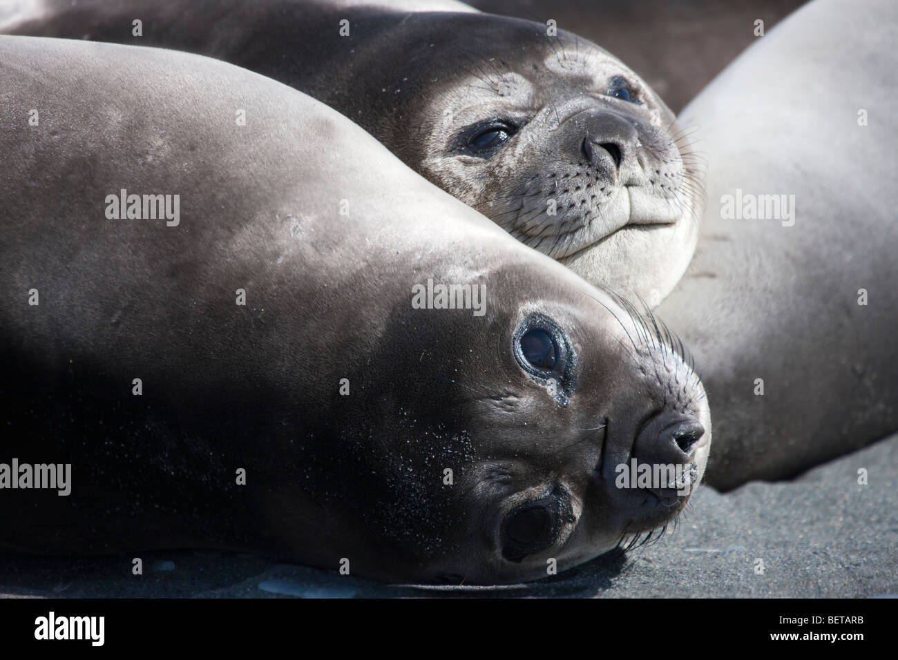 Close-up les visages de 2 mignon bébé éléphant, gros yeux réfléchissant, le contact visuel avec l'Antarctique Géorgie du Sud viewer Banque D'Images