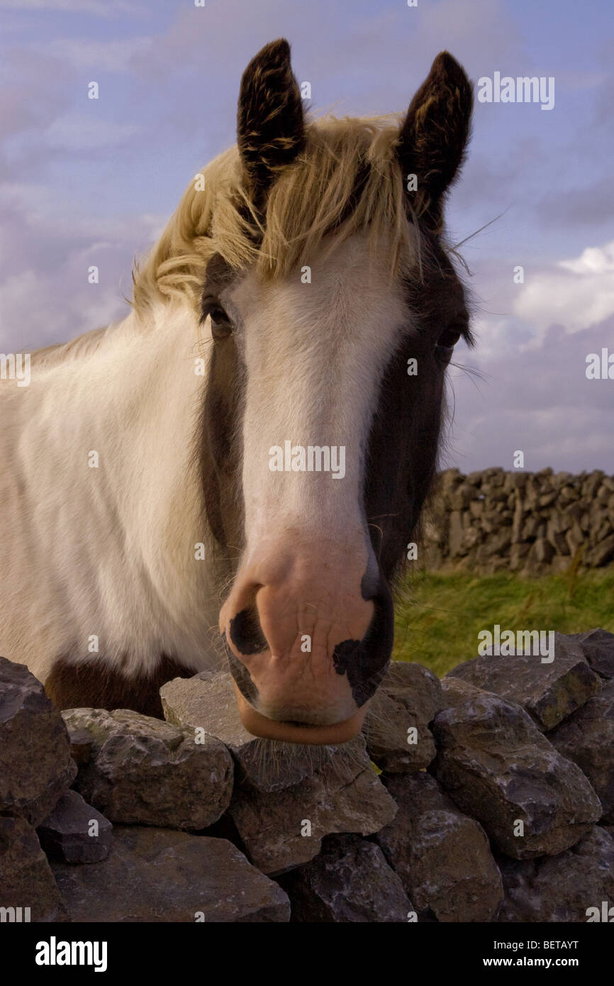 Regarde au-dessus du cheval, l'Inis Mor stonewall traditionnels (Inismore) Island, les îles d'Aran, Co. de Galway, Irlande Banque D'Images